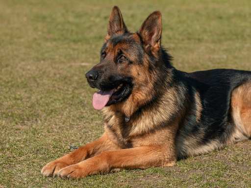 german shepherd photos