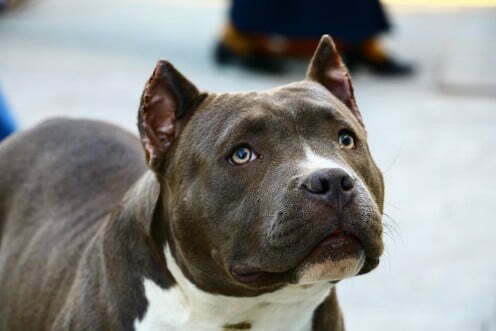 pitbull dog photo
