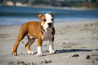 pitbull dog photo