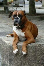 boxer dog photos