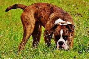 boxer dog images