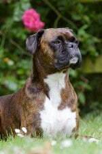 boxer dog images