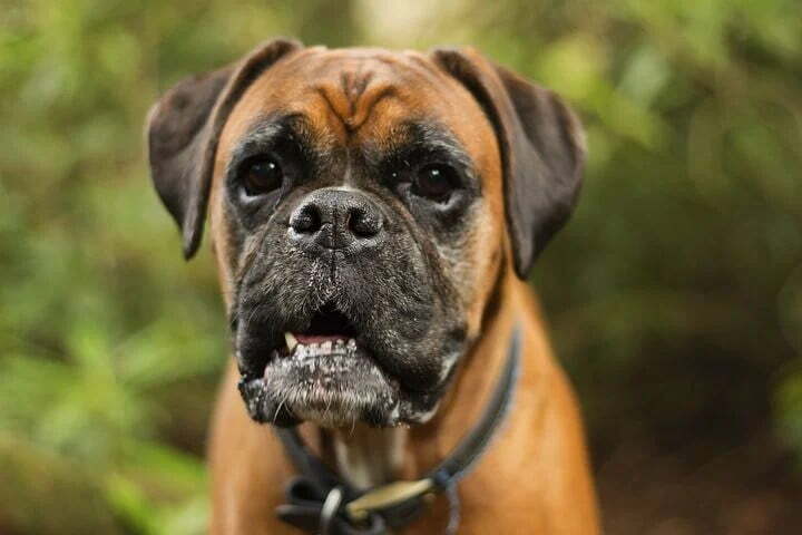 boxer dog images