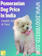 Pomeranian Dog Price In India In 2022
