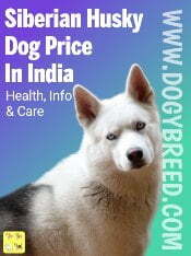 Husky Dog Price In India In 2022 - Buy Husky Puppies Online At Best Prices
