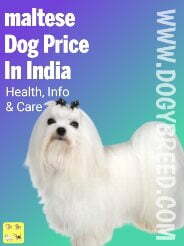 Maltese dog price in India - Price, Lifespan, Health and More