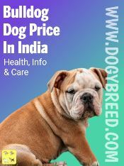 Bulldog Price In India In 2022 - At Best Price In India