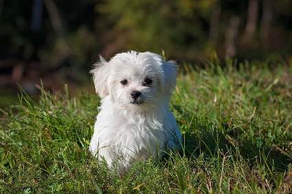 Pocket Dog Price In India In 2022 | 25 Best Small Dogs For Apartments