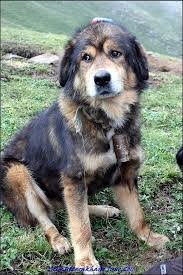 Bhotia Dog Price in India In 2022