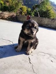 Bhotia Dog Price in India In 2022