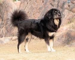 Bhotia Dog Price in India In 2022
