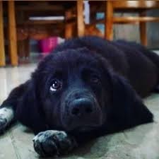 Bhotia Dog Price in India In 2022