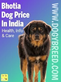 Bhotia Dog Price in India In 2022 | Best Guide Bhotia Dog Breed