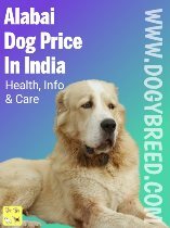 Alabai Dog Price in India in 2022 | Best Guide to Buy