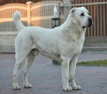 Alabai Dog Price in India in 2022