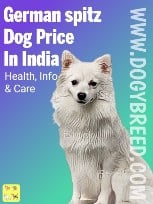 German Spitz Price in India in 2022