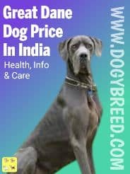Graden Dog Price In India in 2022 | Best Guide, Lifespan
