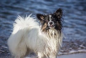 Papillon Dog Price In India | Appearance and Characteristics