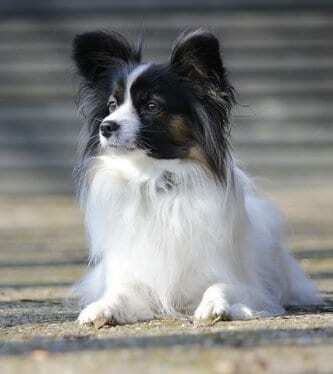 Papillon Dog Price In India | Appearance and Characteristics