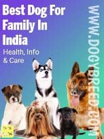 How to choose the right dog for a family in India