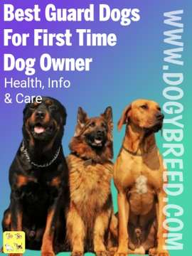 How to Choose the Best Guard Dogs for First Time Dog Owners in India