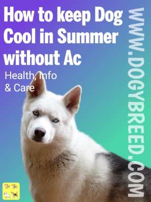 How To Keep Your Dog Cool In The Summer Without A AC