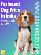 Foxhound dog price in India in 2022 | Best Guide