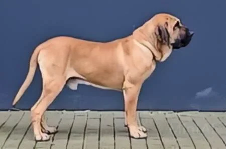 Fila Brasileiro Dog Price In India