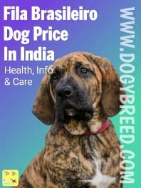 Fila Brasileiro Dog Price In India | Complete Guide on Brazilian Mastiff