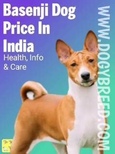 Basenji dog price in India | Complete Guide on Buying Basenji dog