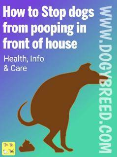 How to stop dogs from pooping in front of your house