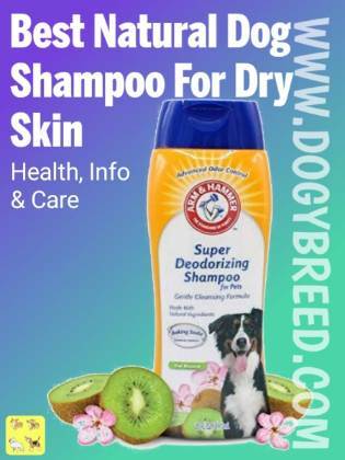 Best Natural Dog Shampoo For Dry Skin