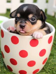 Read more about the article Top 5 Cutest Dog Breeds in the World and They’re So Adorable