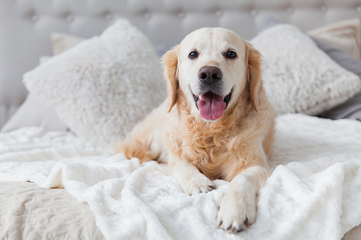 Keep your dog indoors during cold and flu season