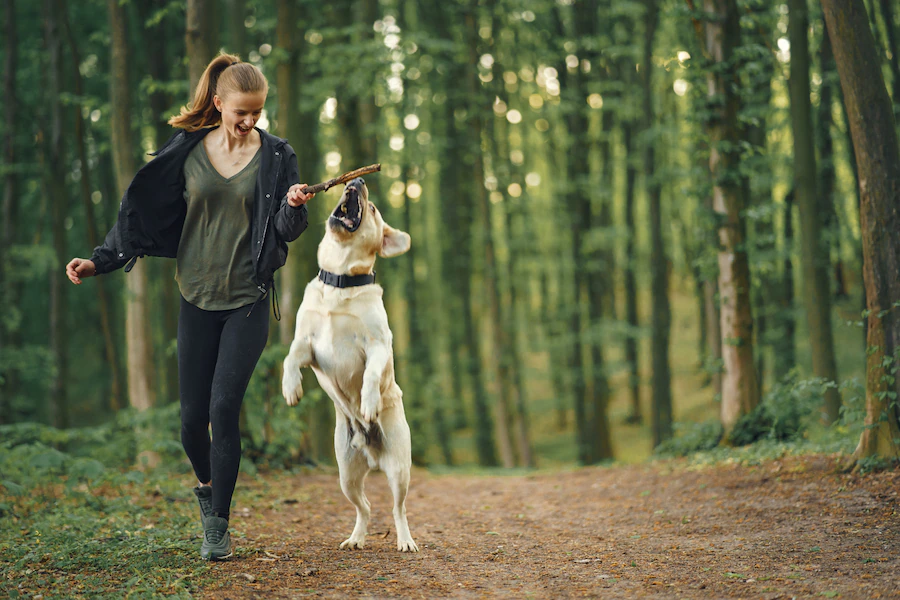 Know the different types of dog training