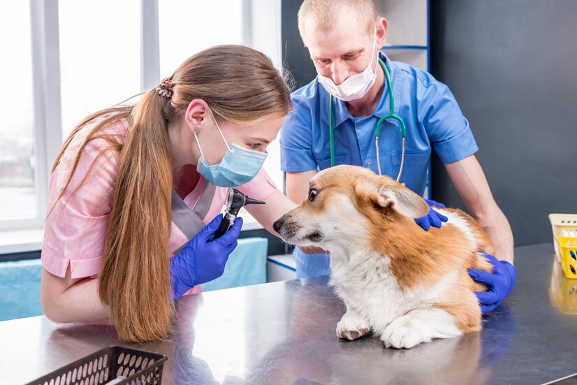 Give them medications as prescribed by your veterinarian