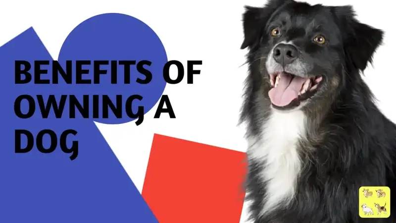 The Benefits of Owning a Dog: A Comprehensive Guide