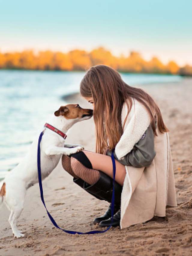 Top 5 Best Dog Training Collars and They're So Useful
