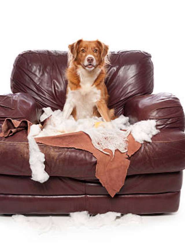 How To Stop Your Dog From Biting Furniture - Why Do Puppies Love Biting On Furniture