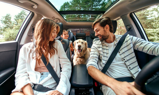 The Ultimate Guide to Preparing Your Dog for a Road Trip