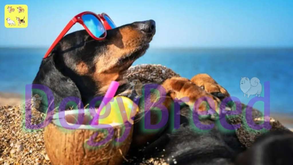 The Ultimate Guide to the Top 10 Dog-Friendly Vacations Spots