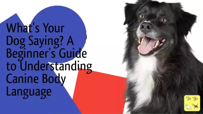 What's Your Dog Saying? A Beginner's Guide to Understanding Canine Body Language