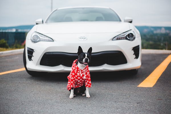 The Ultimate Guide to Preparing Your Dog for a Road Trip