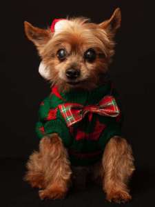 How to Introduce a New Dog to Your Current Pets4