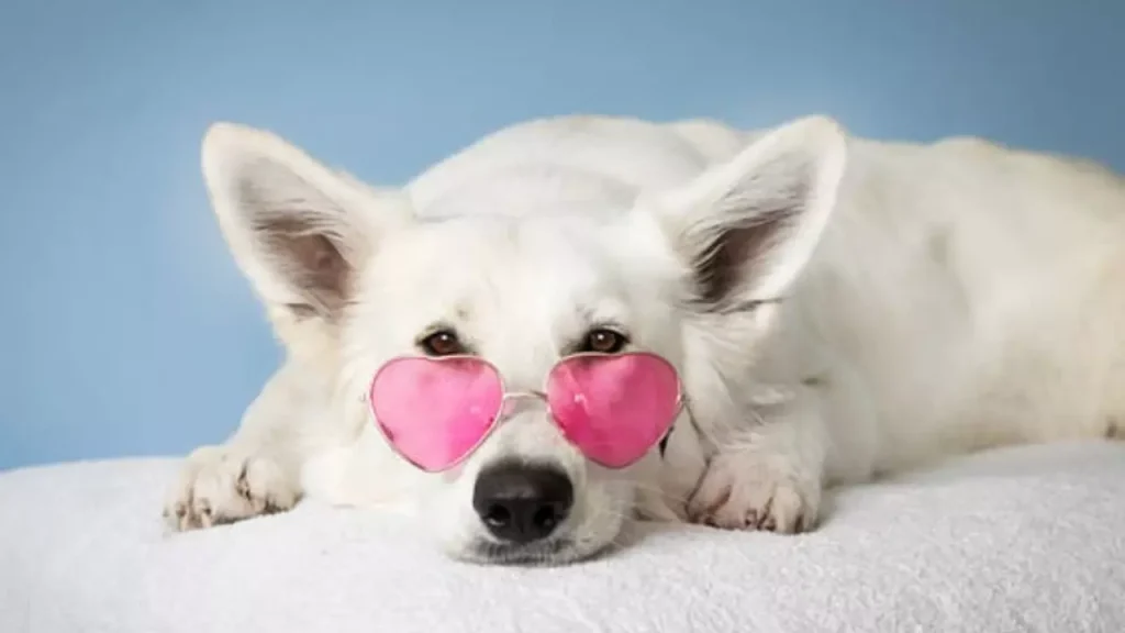 100 Unique Dog Names You Haven't Heard Before