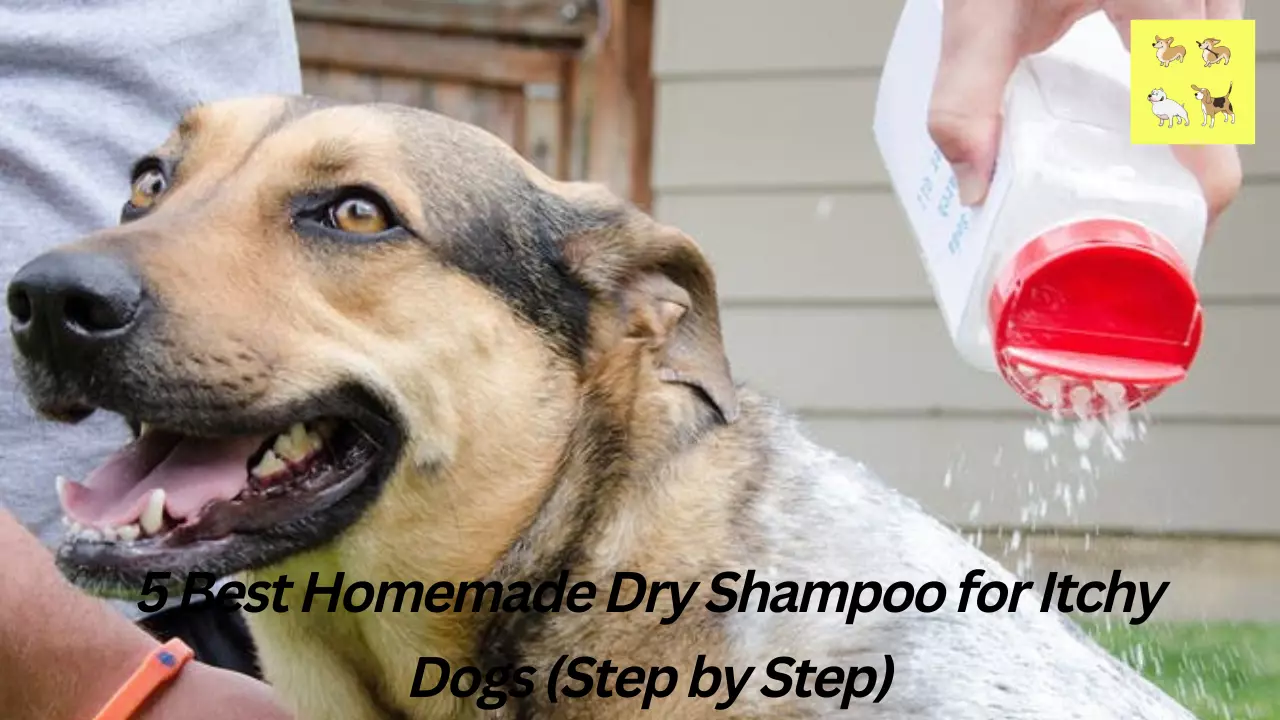 5 Best Homemade Dry Shampoo for Itchy Dogs (Step by Step)