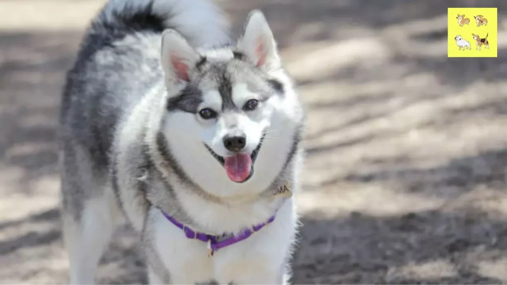 Alaskan Klee Kai Pros and Cons to Keep in Mind
