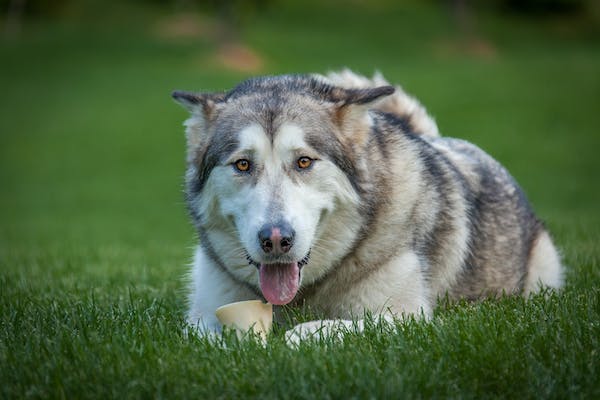 Alaskan Klee Kai Pros and Cons to Keep in Mind