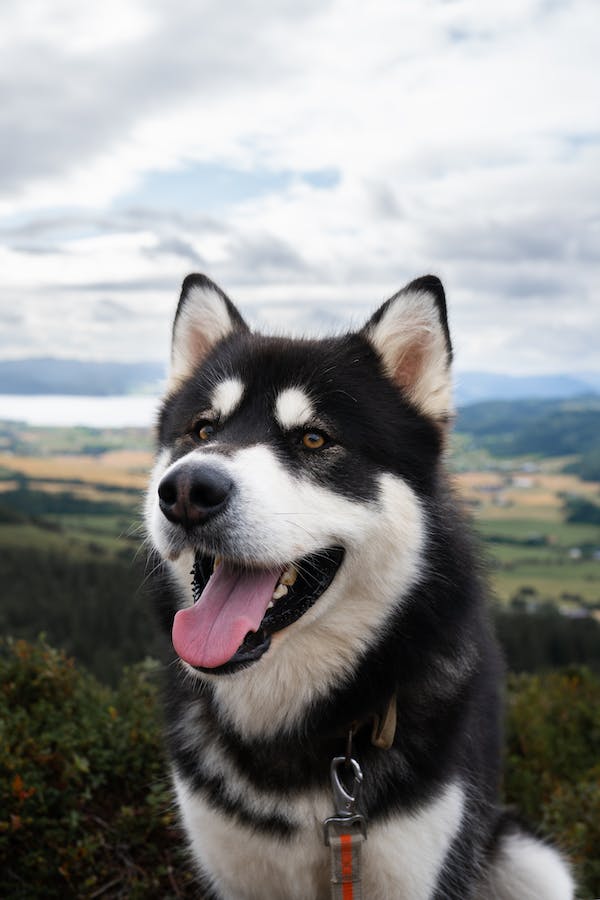 Alaskan Klee Kai Pros and Cons to Keep in Mind
