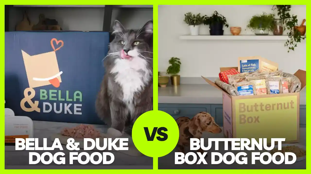 The Ultimate Showdown: Butternut Box Vs Bella and Duke Reviews